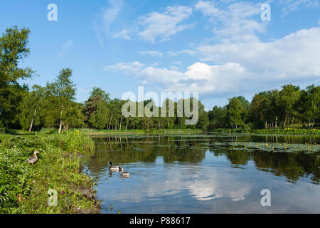 Le Canard colvert (Anas platyrhynchos) couple swimming in lake à Duinen van Oostvoorne au printemps Banque D'Images