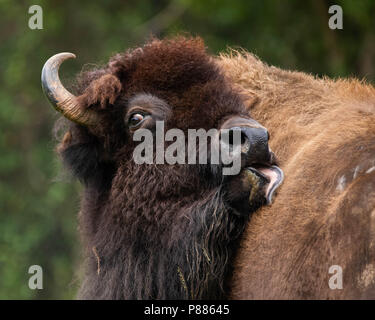 Un bison d'Amérique de toilettage. Banque D'Images