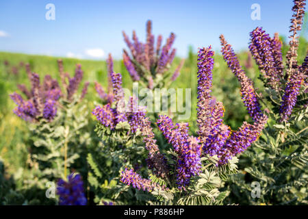 Pourpre hérissée d'un leadplant racèmes égayer une scène de pâturage ensoleillé dans les dunes de North Central Texas. Banque D'Images