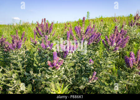 Pourpre hérissée d'un leadplant racèmes égayer une scène de pâturage ensoleillé dans les dunes de North Central Texas. Banque D'Images