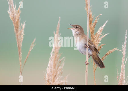 Savis orangée (Locustella luscinoides) , Roumanie Banque D'Images