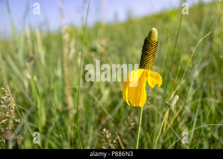 Les pétales jaunes d'une prairie coneflower donner une touche de couleur, et la forme tombante prête au nom commun de Mexican Hat. Banque D'Images