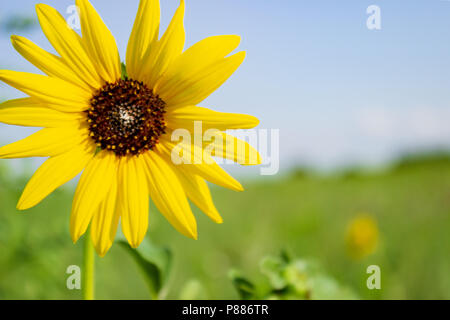 Les pétales jaunes, d'un tournesol briller comme les rayons du soleil contre le ciel bleu des dunes de North Central Texas. Banque D'Images