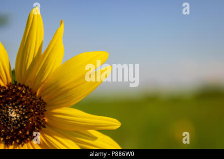 Les pétales jaunes, d'un tournesol briller comme les rayons du soleil contre le ciel bleu des dunes de North Central Texas. Banque D'Images