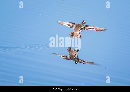 Libre de la sarcelle d'été canard (Spatule querquedula) en vol, l'atterrissage dans l'eau bleue. La réflexion est clairement visible, . Banque D'Images