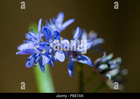 Vroege sterhyacint, deux feuilles, squill Scilla bifolia Banque D'Images