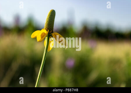 Les pétales jaunes d'une prairie coneflower donner une touche de couleur, et la forme tombante prête au nom commun de Mexican Hat. Banque D'Images