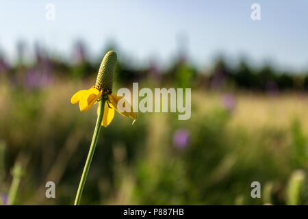 Les pétales jaunes d'une prairie coneflower donner une touche de couleur, et la forme tombante prête au nom commun de Mexican Hat. Banque D'Images