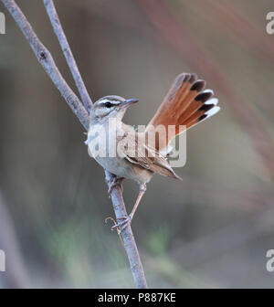 Bruant à queue l'Est Robin avec Scryb distribués queue. Banque D'Images
