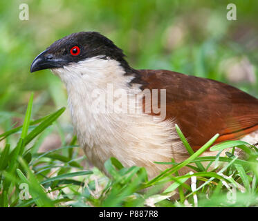 Spoorkoekoek sénégalais ; Sénégal ; Coucal Centropus senegalensis Banque D'Images