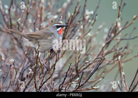 Siberian Rubythroat - Luscinia calliope, Rubinkehlchen - Russie (Oural), mâle adulte Banque D'Images