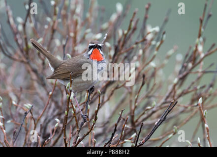 Siberian Rubythroat - Luscinia calliope, Rubinkehlchen - Russie (Oural), mâle adulte Banque D'Images