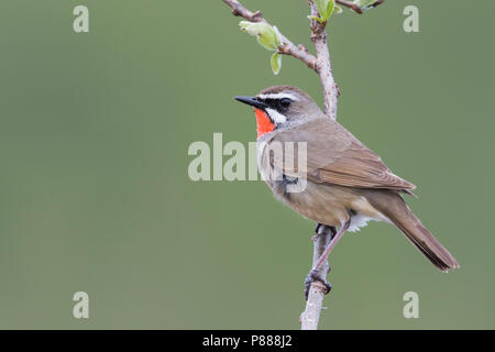 Siberian Rubythroat - Luscinia calliope, Rubinkehlchen - Russie (Oural), mâle adulte Banque D'Images