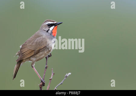 Siberian Rubythroat - Luscinia calliope, Rubinkehlchen - Russie (Oural), mâle adulte Banque D'Images