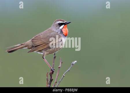 Siberian Rubythroat - Luscinia calliope, Rubinkehlchen - Russie (Oural), mâle adulte Banque D'Images