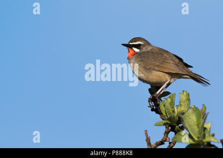 Siberian Rubythroat - Luscinia calliope, Rubinkehlchen - Russie (Oural), mâle adulte Banque D'Images