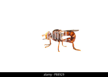 Bee-ferrugineux, Roestbruine kromlijf à pince, Sicus ferrugineus Banque D'Images