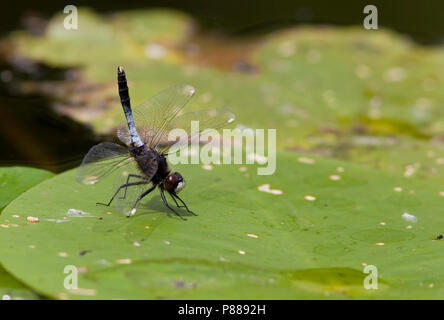 Imago Sierlijke witsnuitlibel Whiteface Lilypad adultes ; Banque D'Images