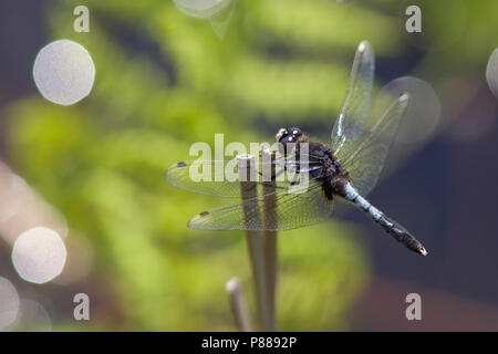 Imago Sierlijke witsnuitlibel Whiteface Lilypad adultes ; Banque D'Images