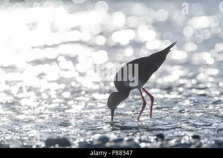 (Himantopus Stilt Black immatures novaezelandiae) avec rétro-éclairage de nourriture dans une rivière de la zone Glentanner, île du Sud, Nouvelle-Zélande. Une critique d'en Banque D'Images