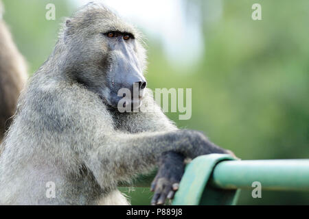 Babouin mâle Alfa a l'air drôle presque comme un humain Kruger Banque D'Images