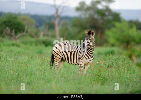 Zebra entouré de printemps de la société Kruger Banque D'Images