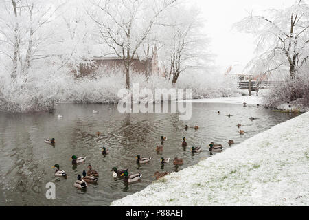 Le Canard colvert (Anas platyrhynchos) groupe la natation dans l'trou à Katwijk en hiver Banque D'Images