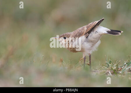 Isabelline - Isabellsteinschmätzer Traquet motteux - Oenanthe isabellina, Kazakhstan, juvénile Banque D'Images