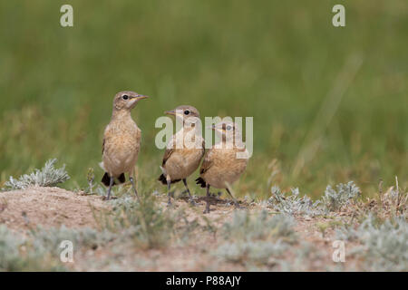 Isabelline - Isabellsteinschmätzer Traquet motteux - Oenanthe isabellina, Kazakhstan, juvénile Banque D'Images