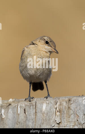 Isabelline - Isabellsteinschmätzer Traquet motteux - Oenanthe isabellina, Kazakhstan, juvénile Banque D'Images