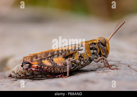 Italiaanse Rosevleugel Criquet italien, Banque D'Images
