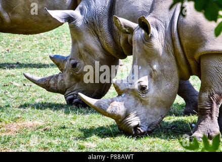 Deux rhinocéros blancs Banque D'Images