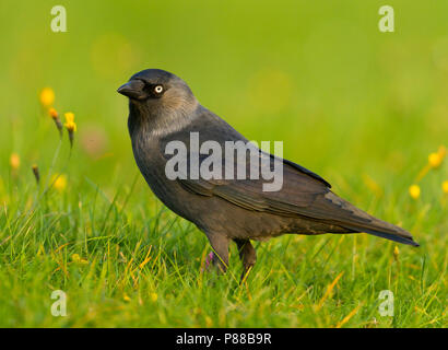 - Jackdaw Dohle - Corvus monedula ssp. monedula, Allemagne, des profils Banque D'Images