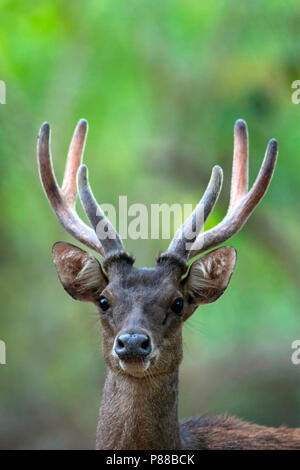 Javan Deer (Rusa timorensis) Banque D'Images