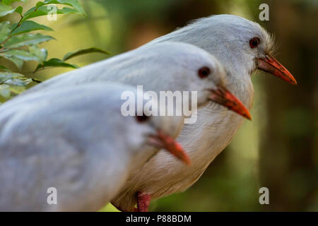 Kagu (Rhynochetos jubatus) est une crête, à jambes longues, et d'oiseau gris-bleu dense endémique de la forêt de montagne de Nouvelle-Calédonie. Banque D'Images