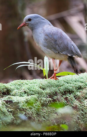 Kagu (Rhynochetos jubatus) est une crête, à jambes longues, et d'oiseau gris-bleu dense endémique de la forêt de montagne de Nouvelle-Calédonie. Banque D'Images