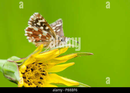 Kalkgraslanddikkopje / Skipper d'Ailes rouges (Spialia sertorius) Banque D'Images