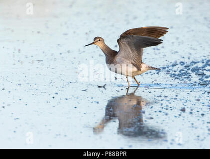 Lesser Yellowleg, Kleine Geelpootruiter, Tringa flavipes, Grande-Bretagne, adulte Banque D'Images