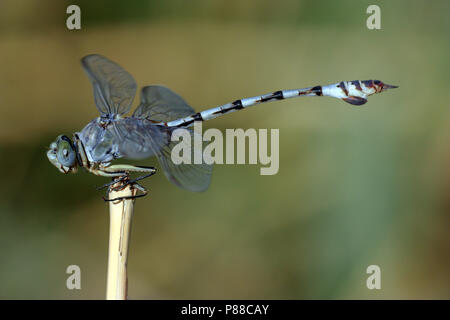 Imago Vaandeldrager Bladetail adultes ; Banque D'Images