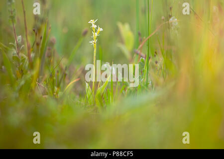 Groenknolorchis, Fen Orchid Banque D'Images