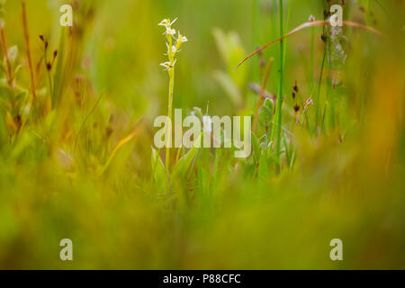 Groenknolorchis, Fen Orchid Banque D'Images