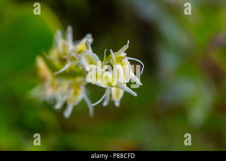 Groenknolorchis, Fen Orchid Banque D'Images