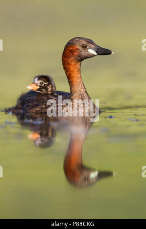 Grèbe castagneux - Tachybaptus ruficollis - Zwergtaucher ssp. ruficollis, Allemagne, des profils avec chick Banque D'Images