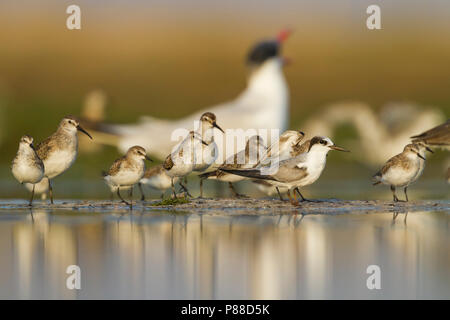 Peu de passage - Zwergstrandläufer - Calidris minuta, Oman, avec la Sterne de Saunders, Curlew Sandpiper et Sterne caspienne Banque D'Images