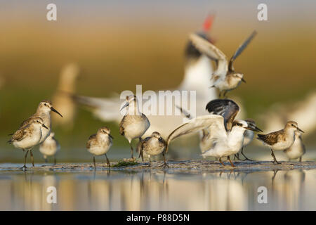 Peu de passage - Zwergstrandläufer - Calidris minuta, Oman, avec la Sterne de Saunders, Curlew Sandpiper et Sterne caspienne Banque D'Images