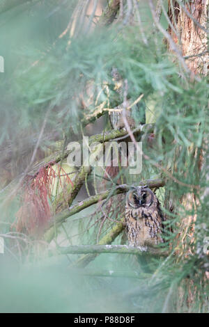 Long-eared Owl Waldohreule - - Asio otus otus, Allemagne Banque D'Images