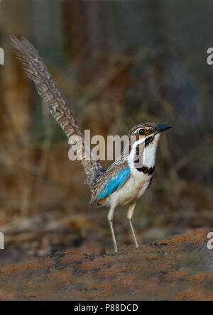 Ground-Roller à longue queue (Uratelornis chimaera) une ressource rare endémique localisée sur les forêts épineuses van de Madagascar. Banque D'Images