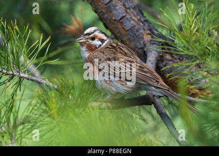 Pine Bunting Yellowhammer Emberiza leucocephala X ; X Emberiza citrinella Banque D'Images