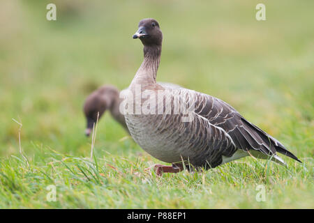 Oie à bec court Anser brachyrhynchus - Kurzschnabelgans -, l'Allemagne, des profils Banque D'Images