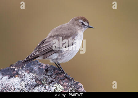 Plain-couvertes (Muscisaxicola griseus) Dormilon à une espèce de tropicales ou subtropicales de prairies de haute altitude. Banque D'Images